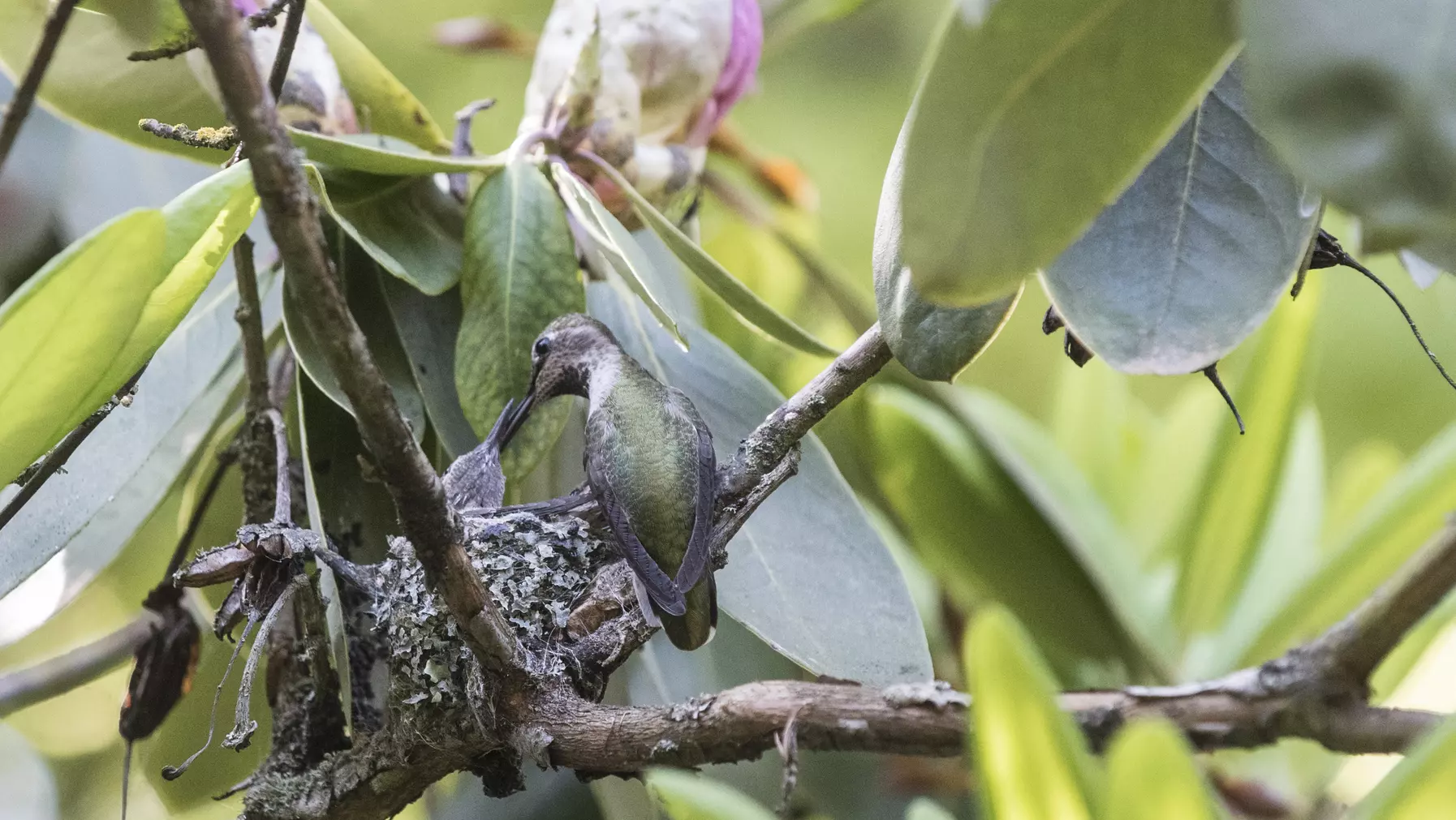 A green and black bird perched on a tree branch