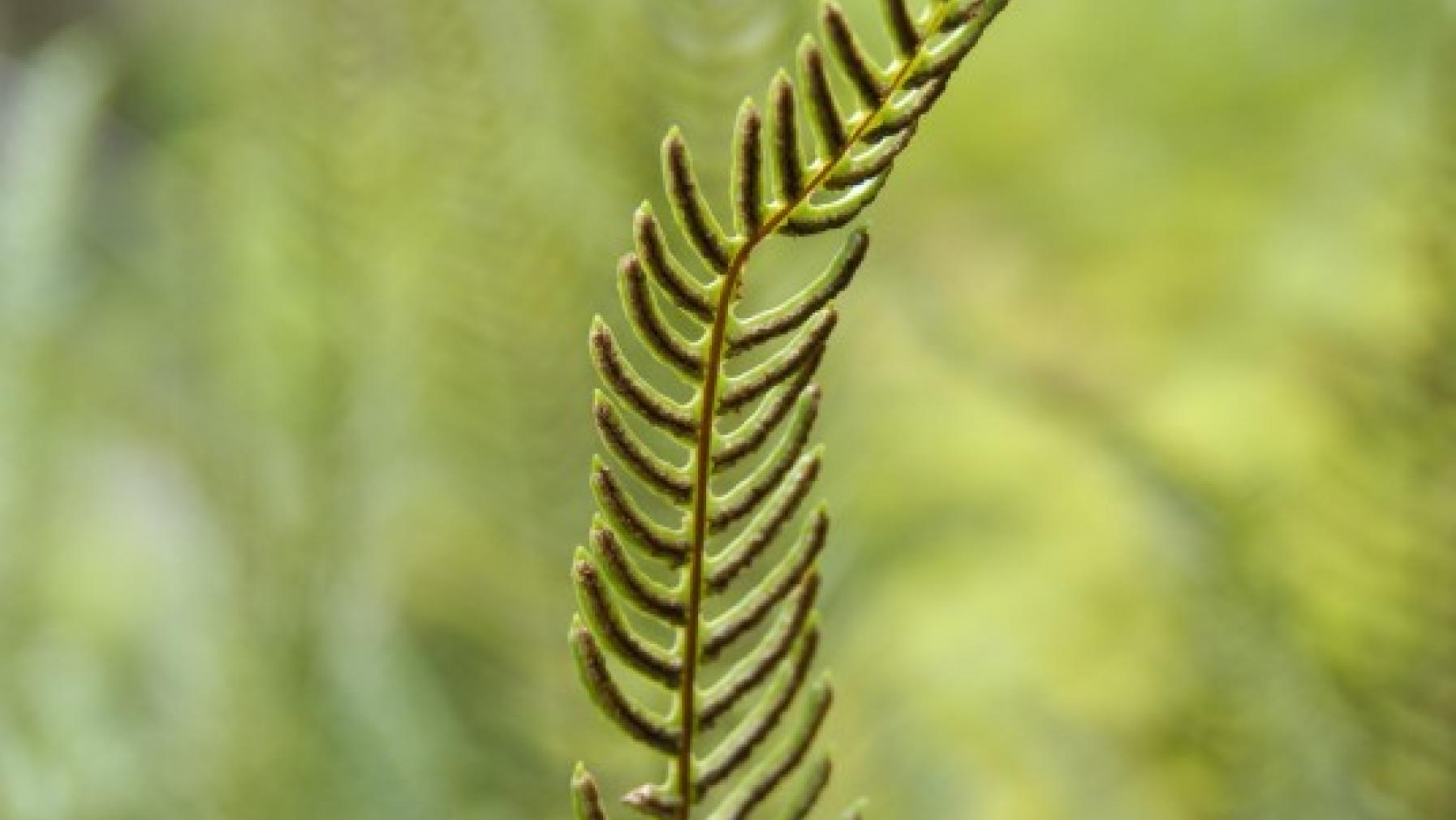 Close up of a fern frond