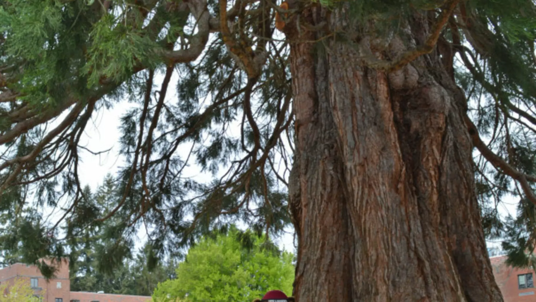 Grizz bear mascot hugging a sequoia tree