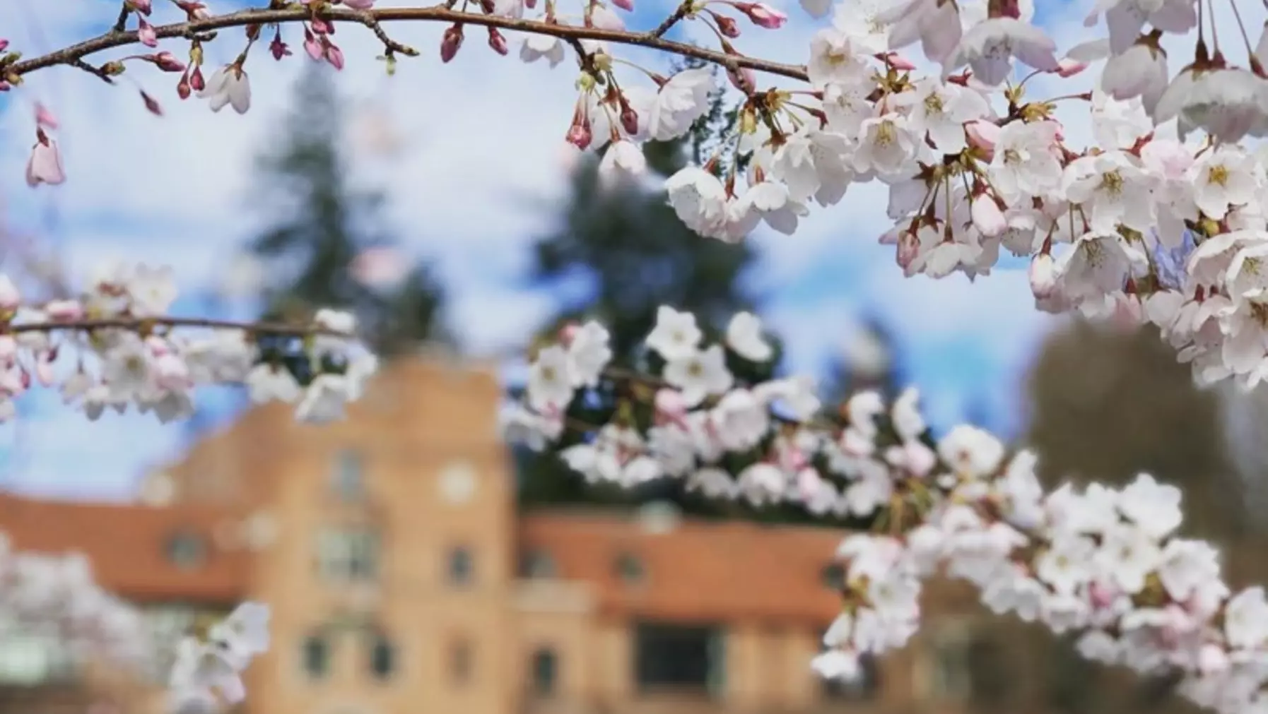 cherry blossoms