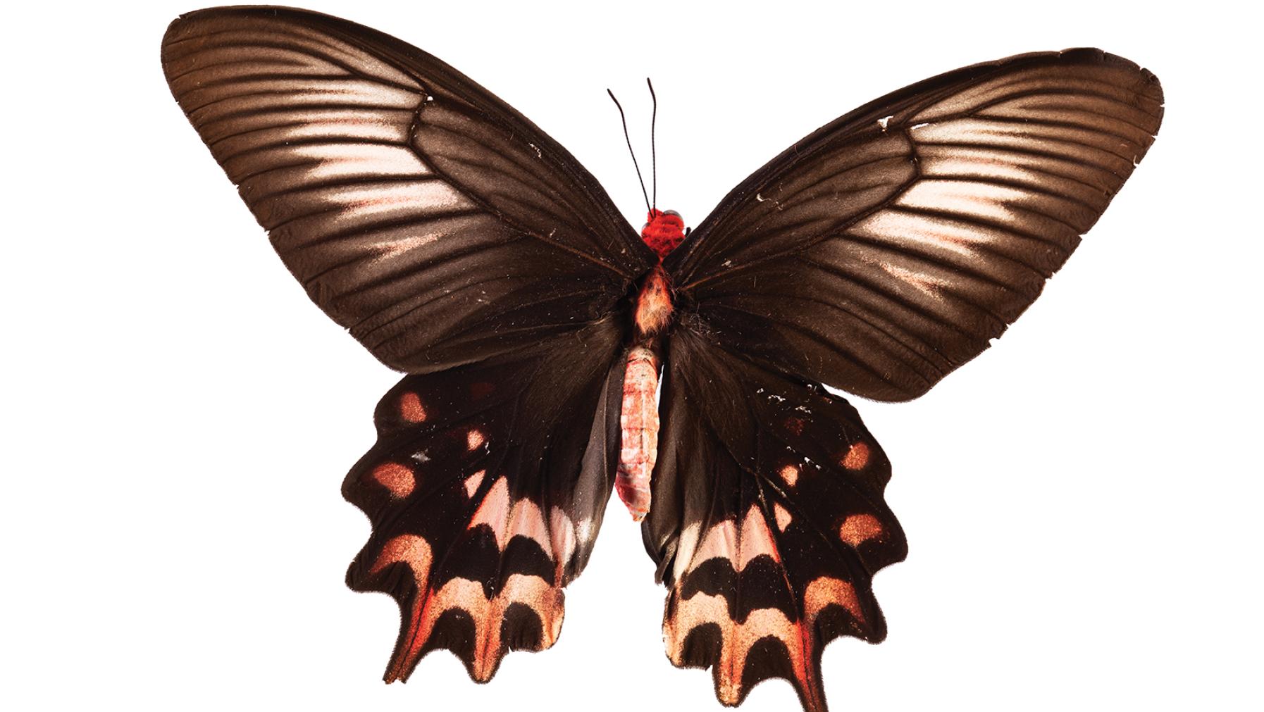 Red-bodied Batwing butterfly