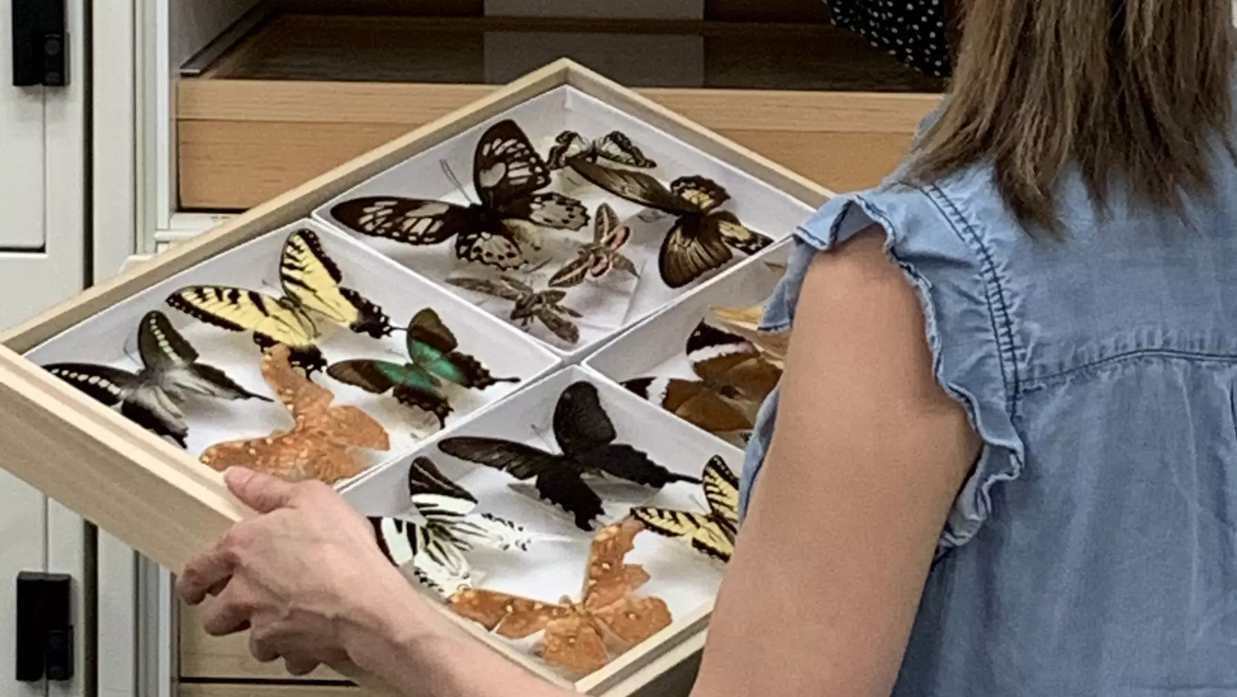 Charis Hensley pulls a drawer of butterfly specimens from the wall at Slater Museum of Natural History