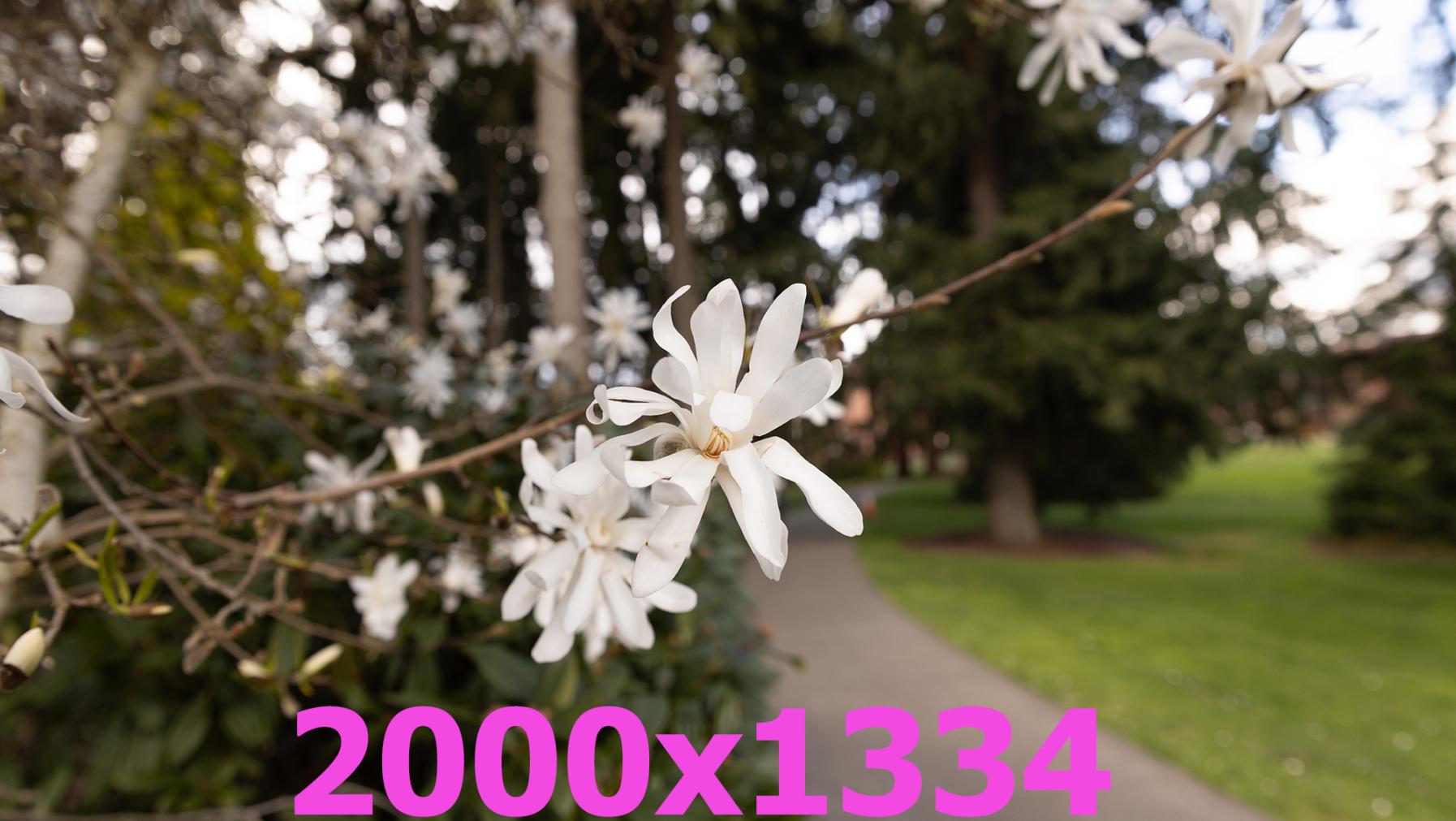 Placeholder media gallery photo of cherry blossom