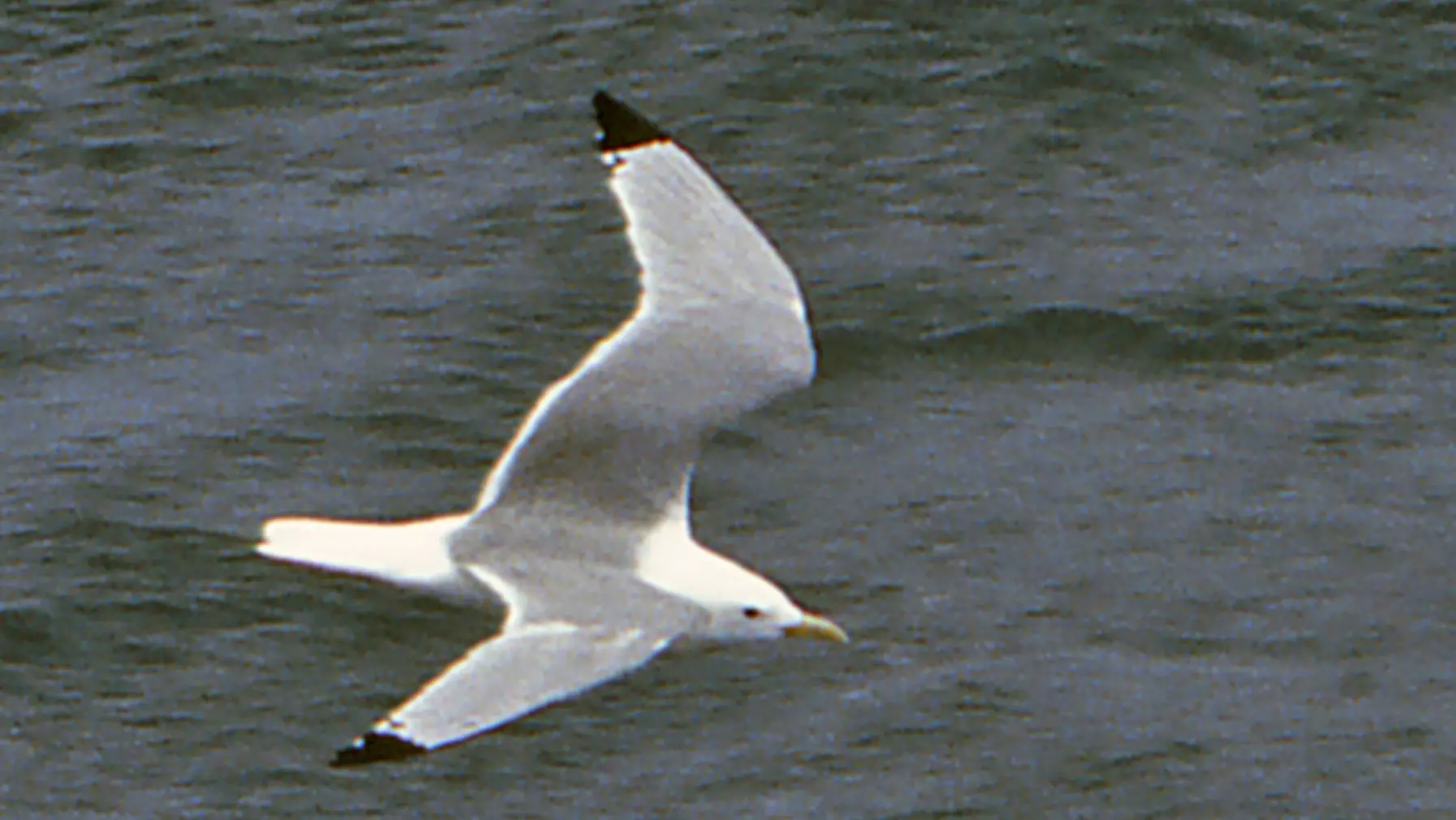 Black-leg. Kittiwake (JVO).jpg