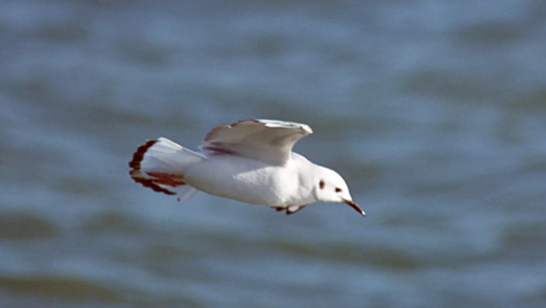 Bonaparte's Gull (DP)3.jpg