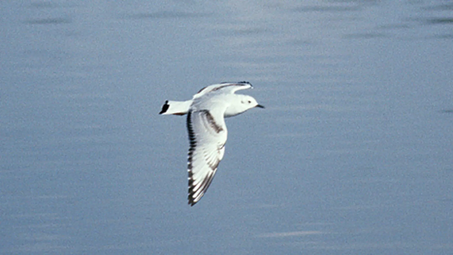 Bonaparte's Gull (DP)5.jpg