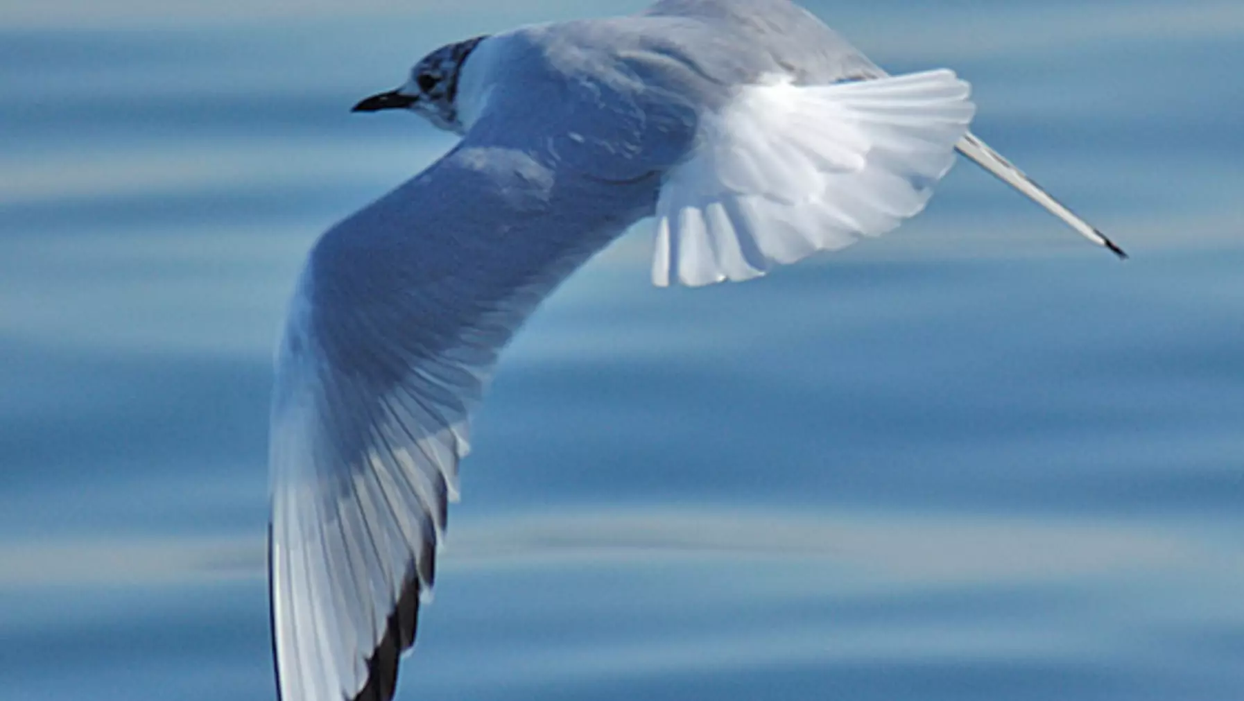 Bonaparte's Gull 34196.jpg