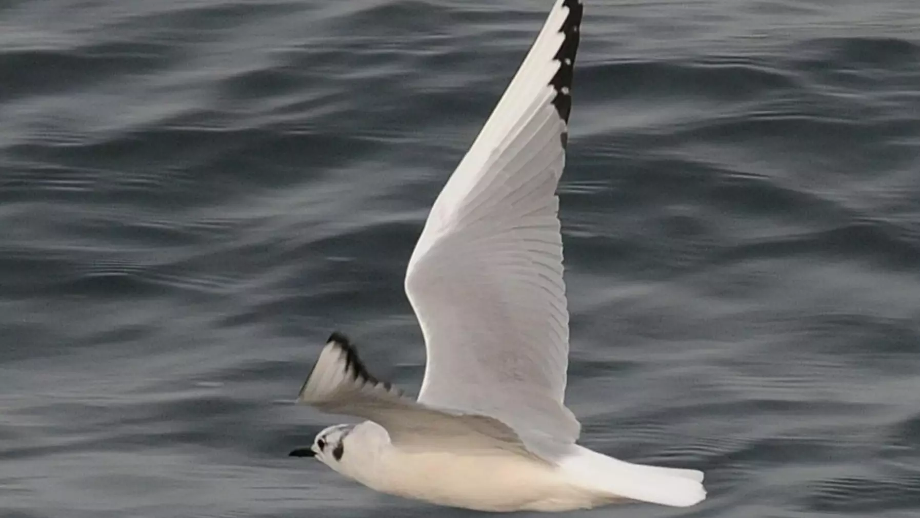 Bonaparte's Gull A4425.jpg