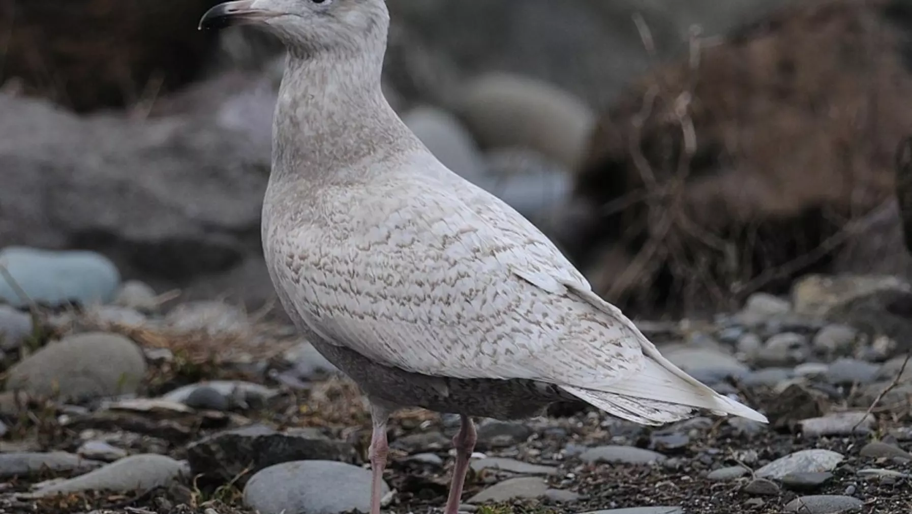 Glaucous Gull A20291.jpg