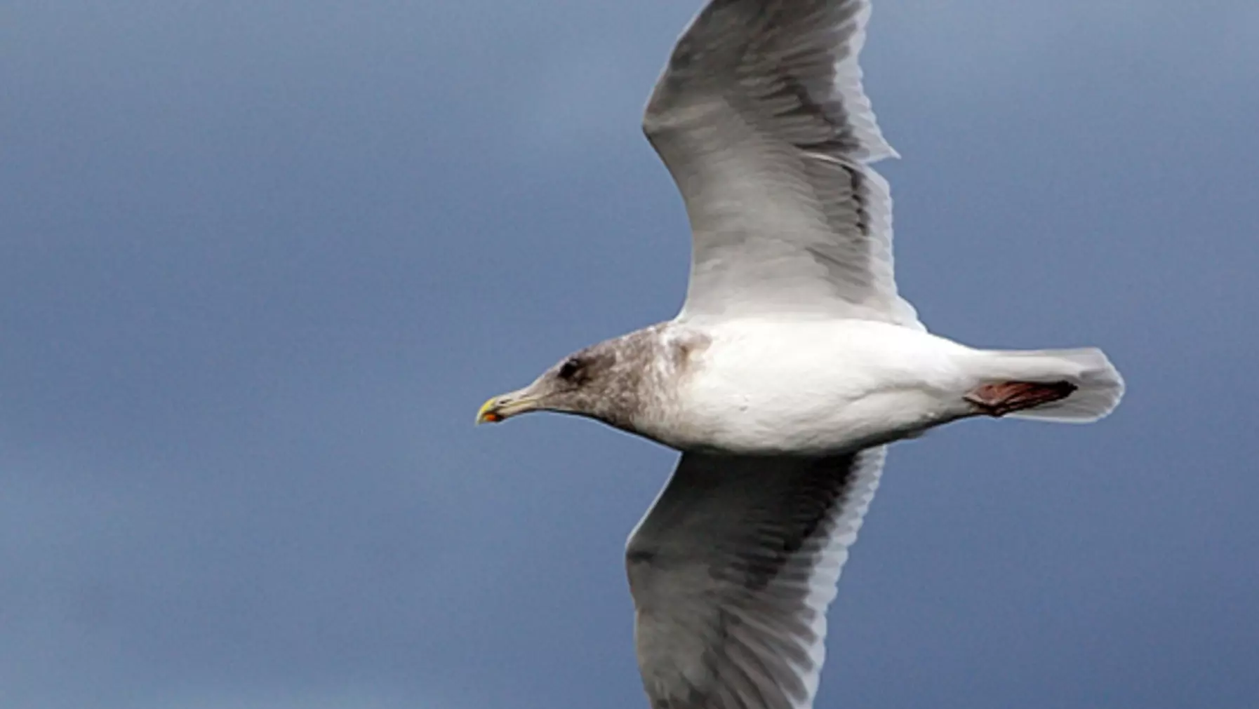 Glaucous-winged Gull 37130.jpg