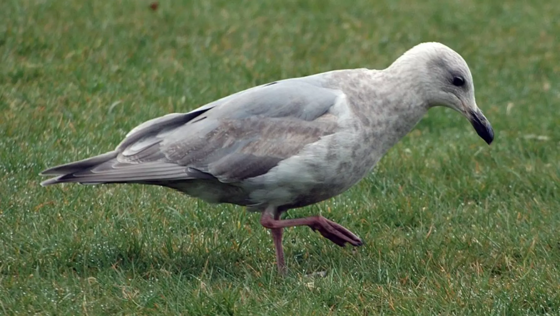 Glaucous-winged Gull 38519.jpg