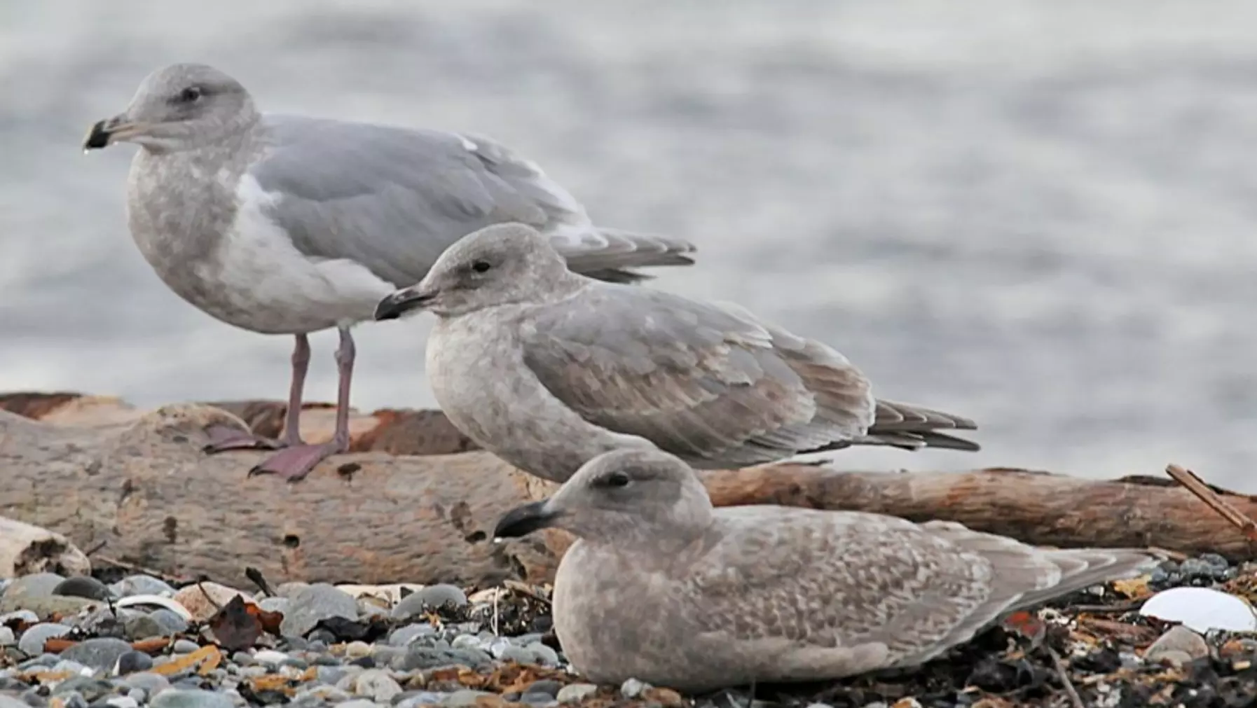 Glaucous-winged Gull A1987.jpg