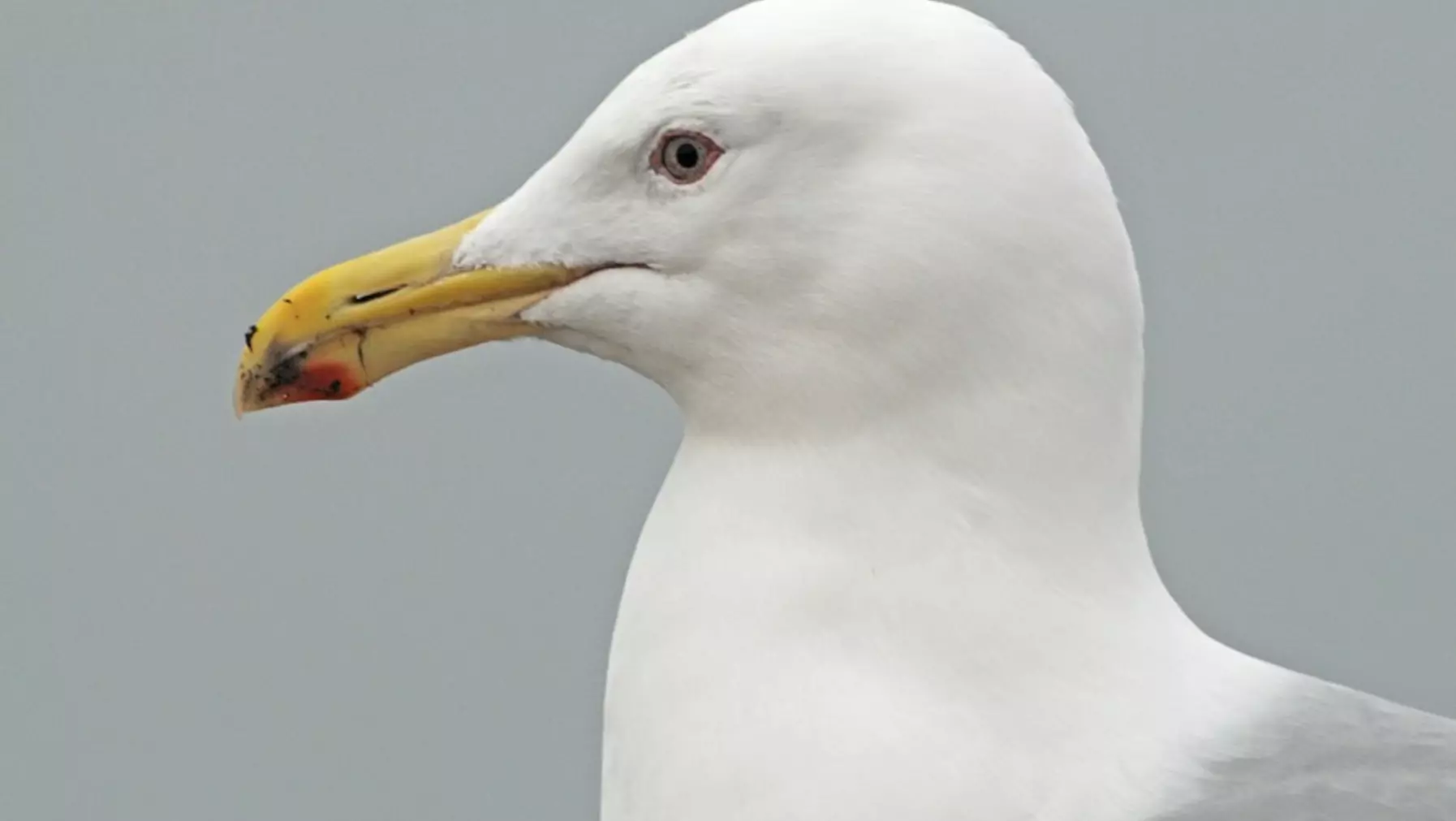 Glaucous-winged Gull D5765.jpg