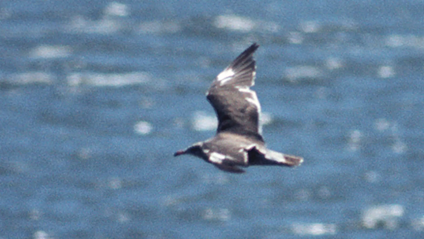 Heermann's Gull (DP)1-2.jpg