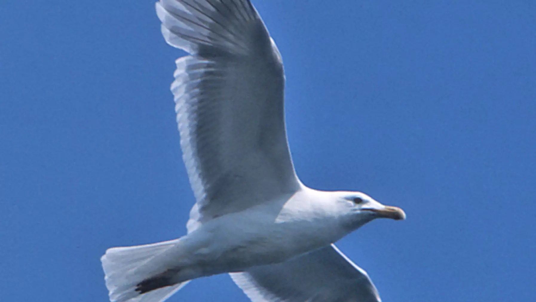 Herring Gull (DP)9.jpg