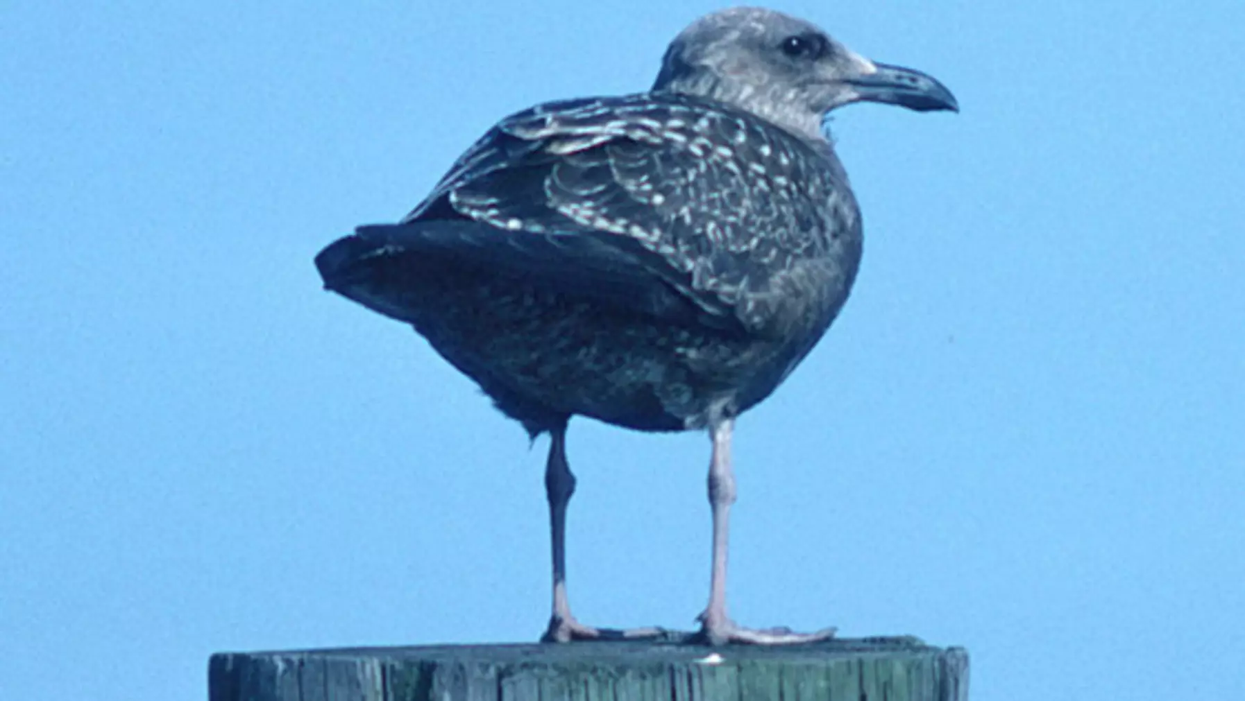 Larus argentatus (DP)1.jpg