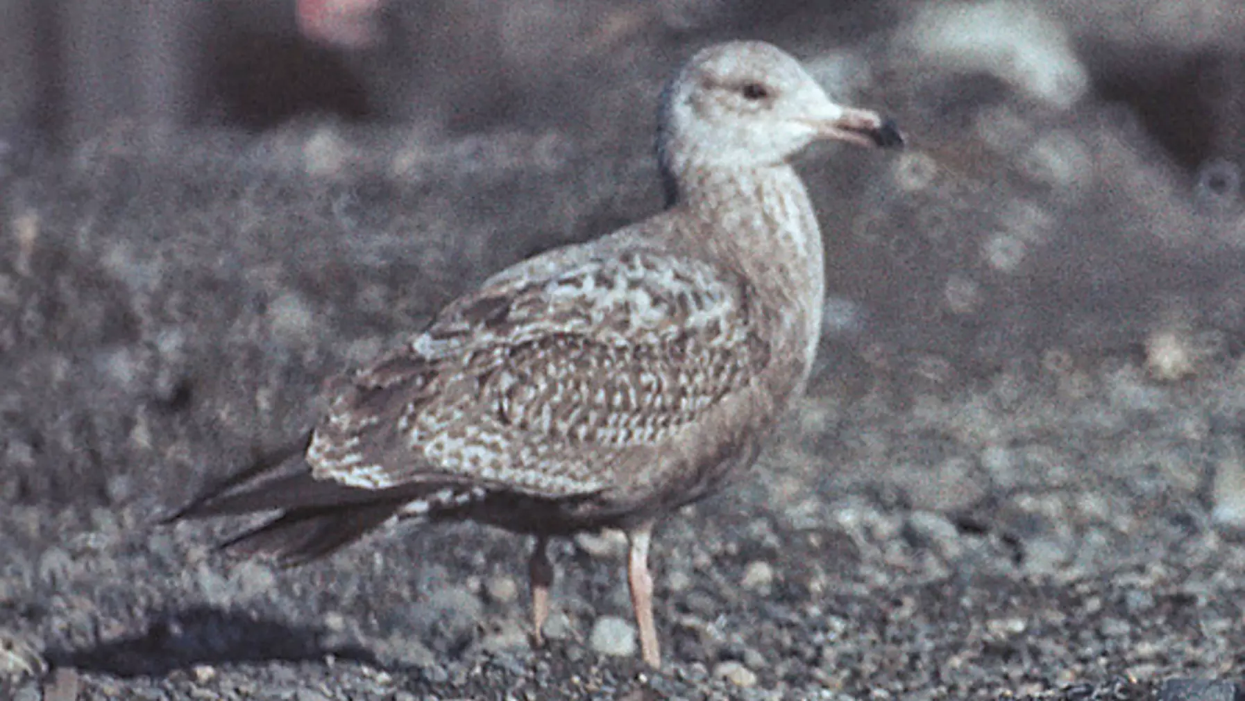 Larus argentatus (DP)12.jpg