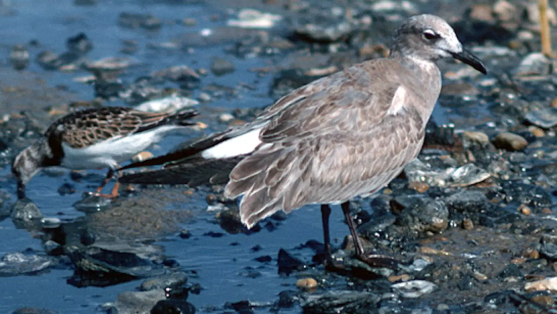 Larus atricilla (DP)4.jpg