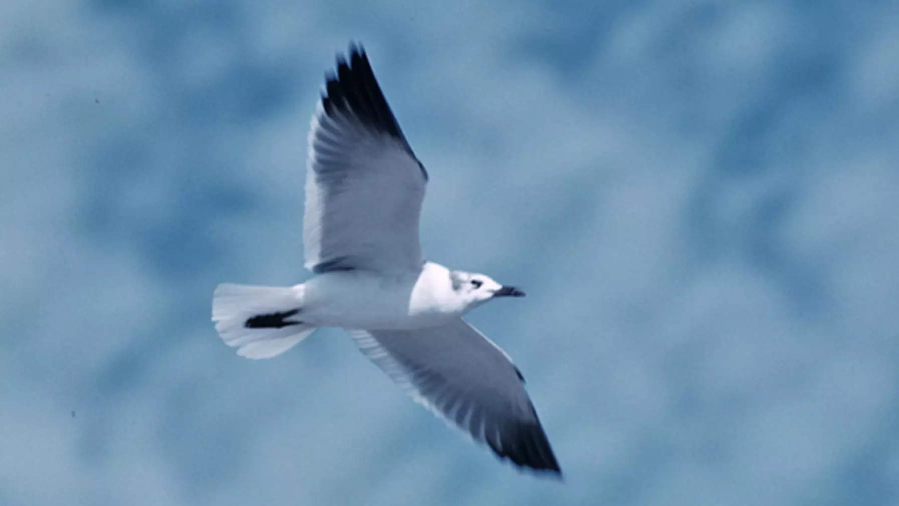 Larus atricilla (DP)6.jpg