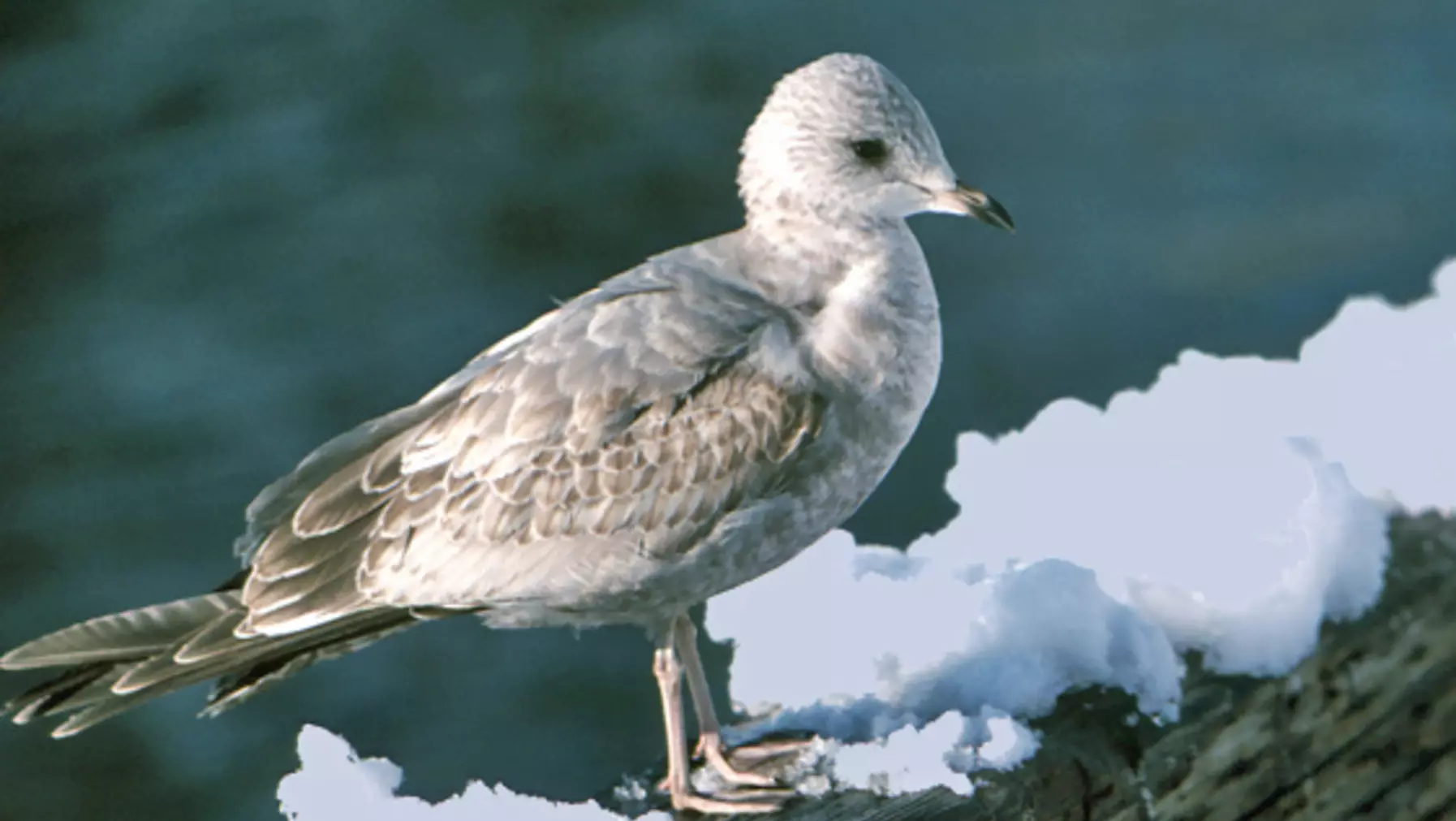 Larus canus (DP)18.jpg