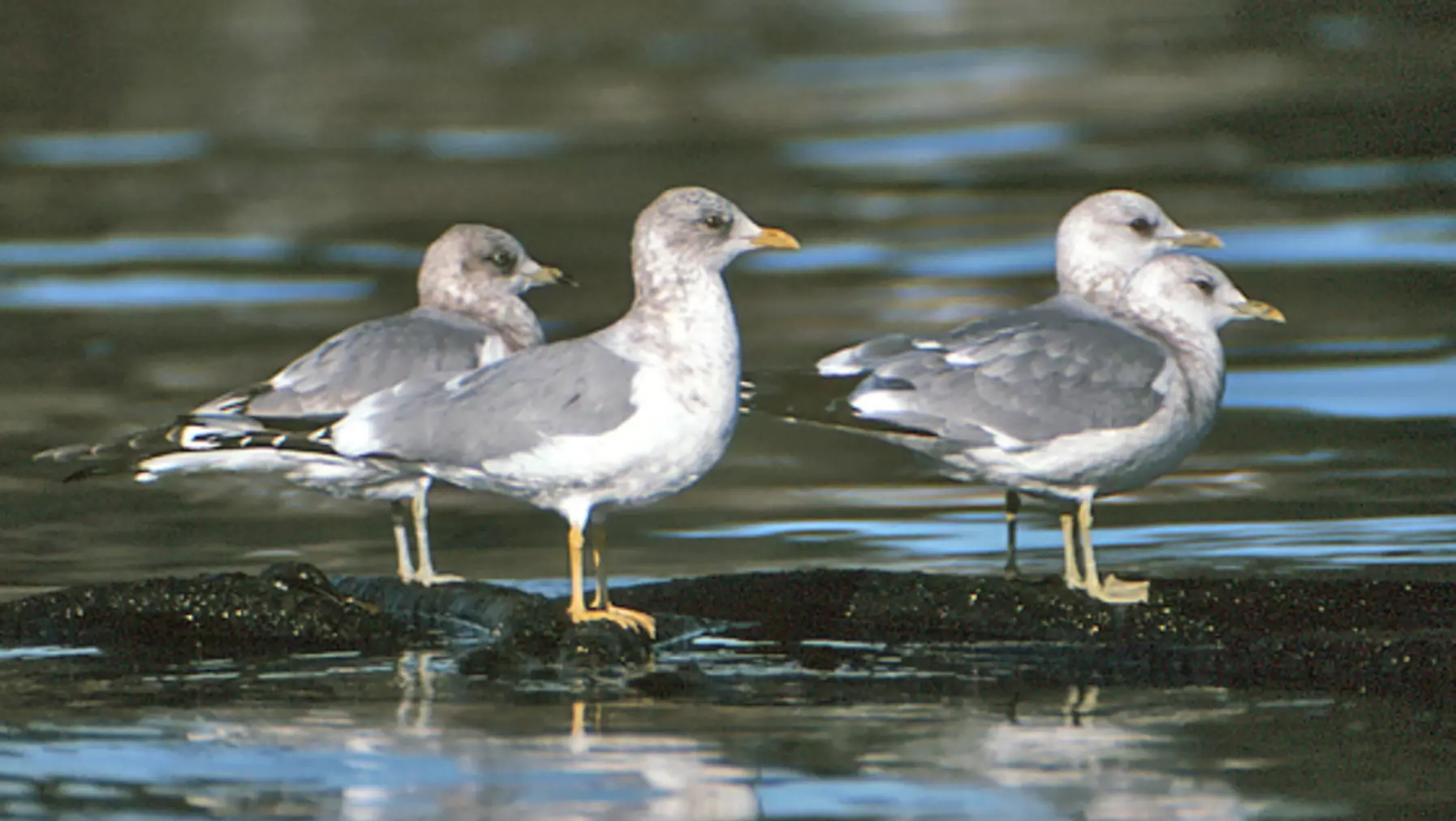 Larus canus (DP)20.jpg