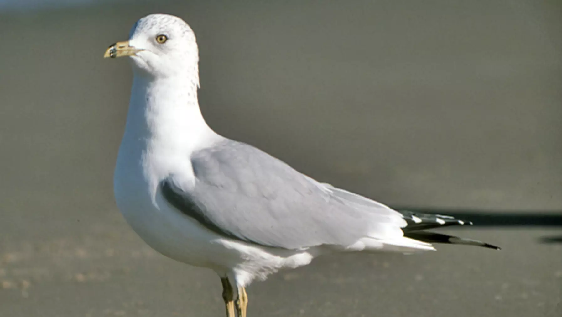 Larus delawarensis (DP)10.jpg