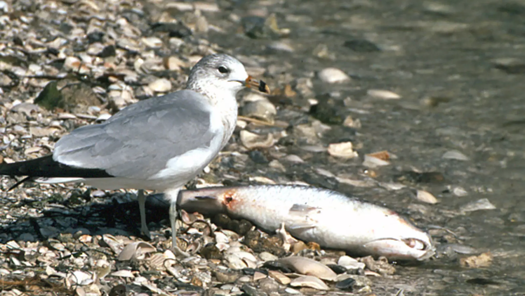 Larus delawarensis (DP)12.jpg