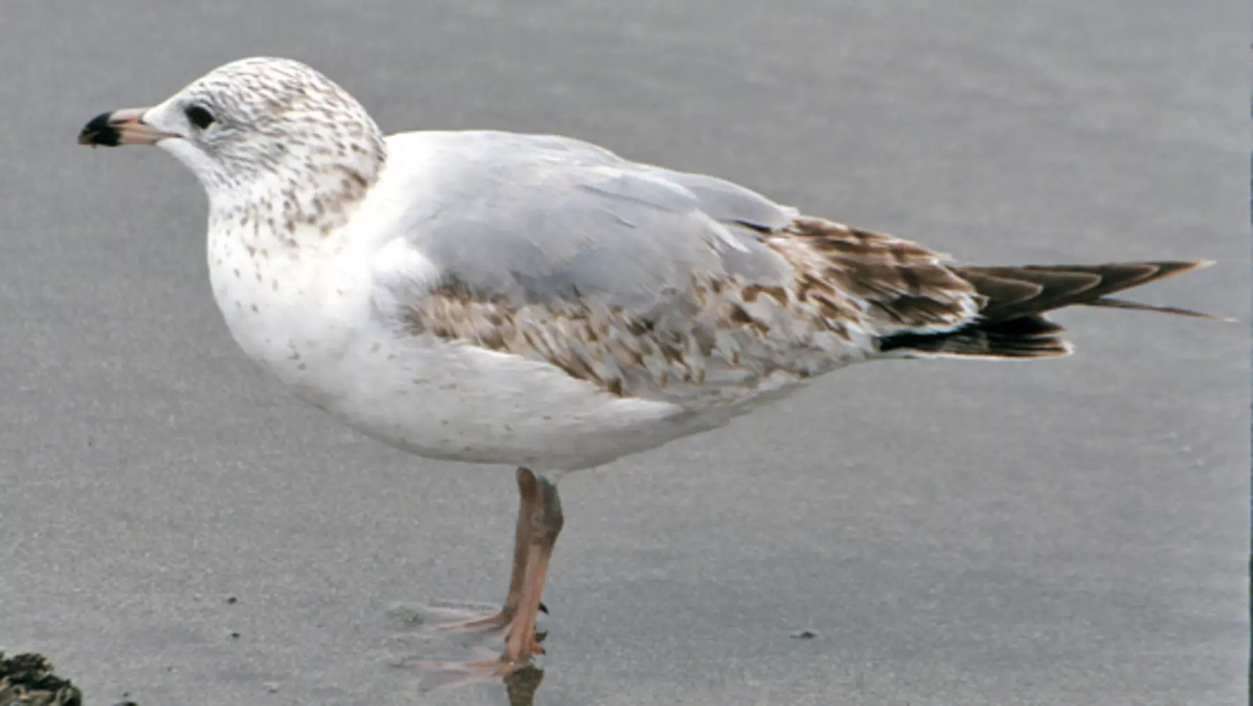 Larus delawarensis (DP)15.jpg