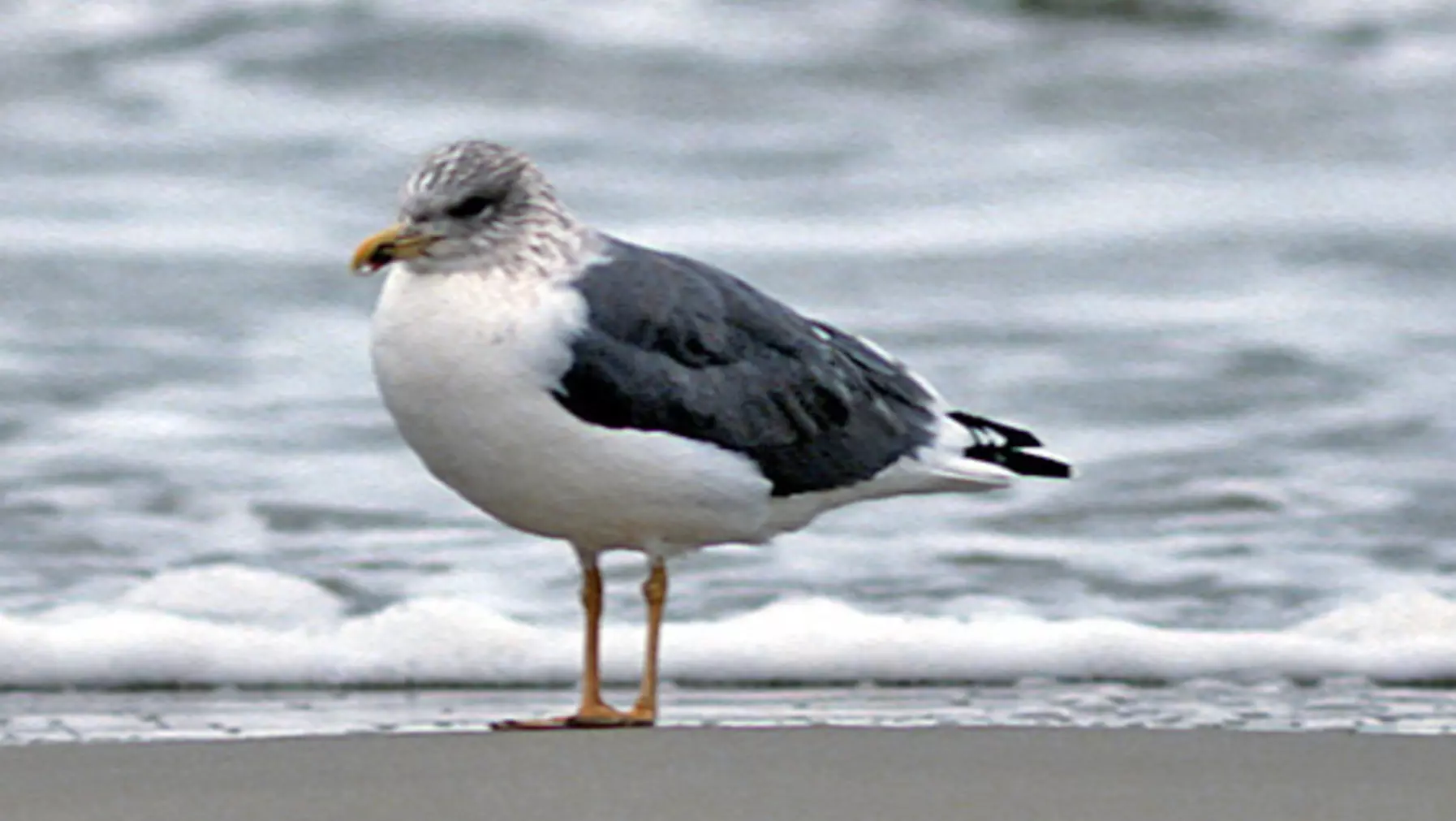 Larus fuscus (DP)1.jpg