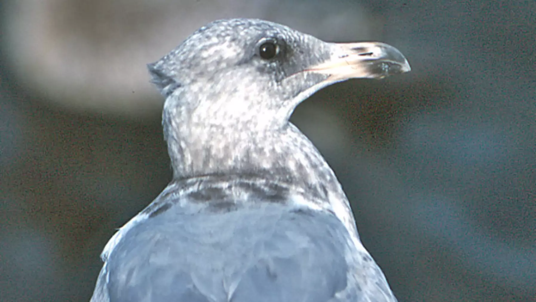 Larus glauc. x occid. (DP)1.jpg