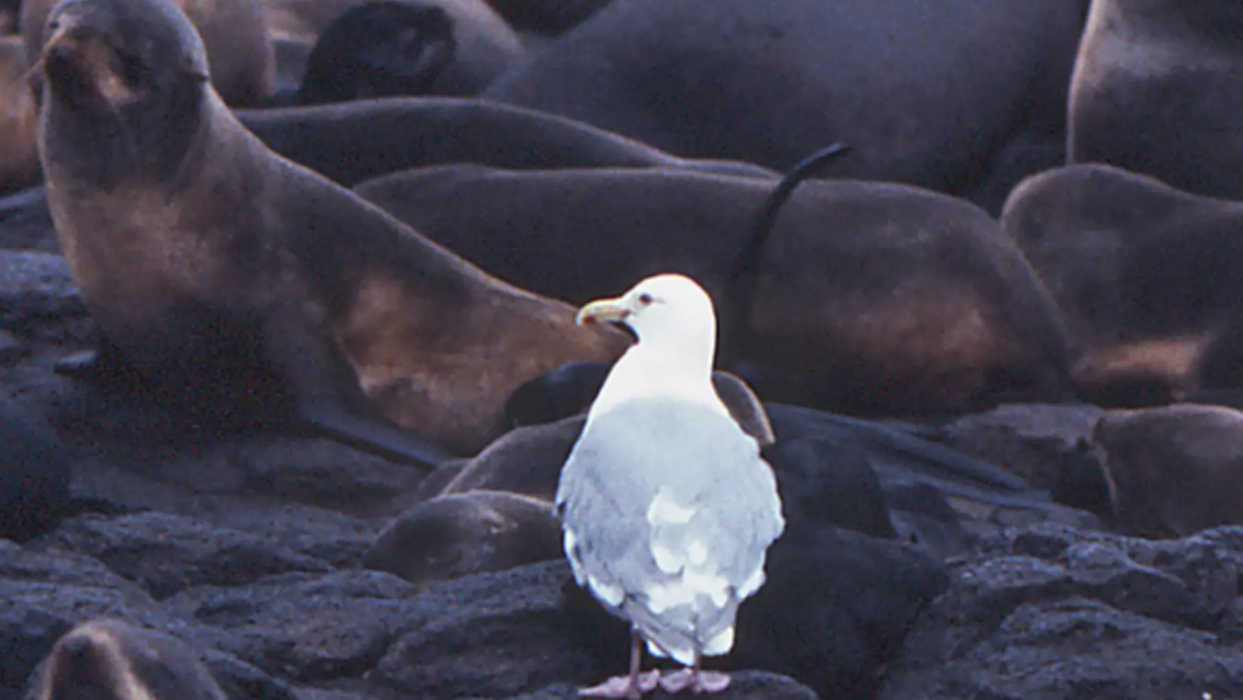 Larus glaucescens (DP)13.jpg