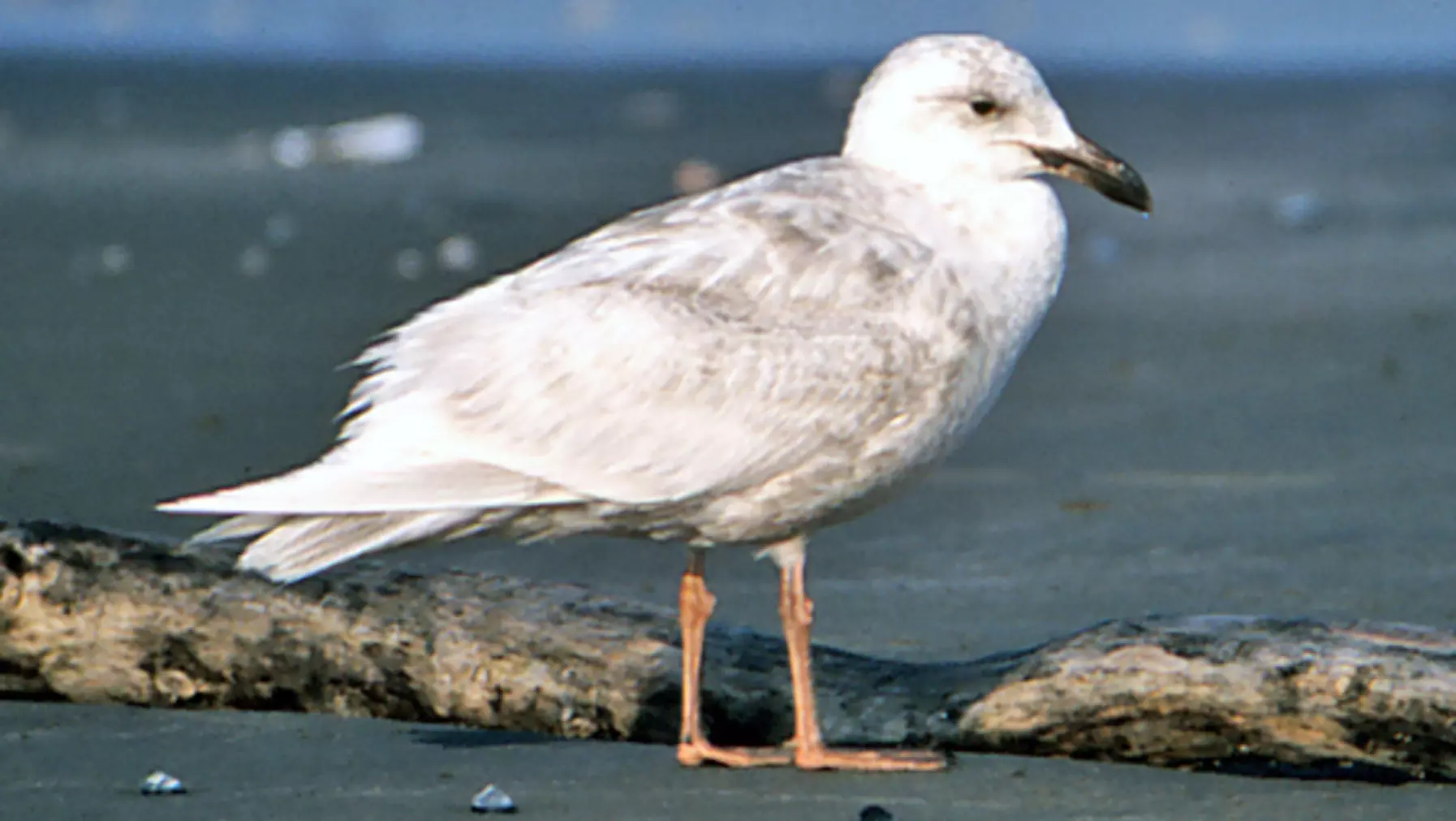 Larus glaucescens (DP)25.jpg