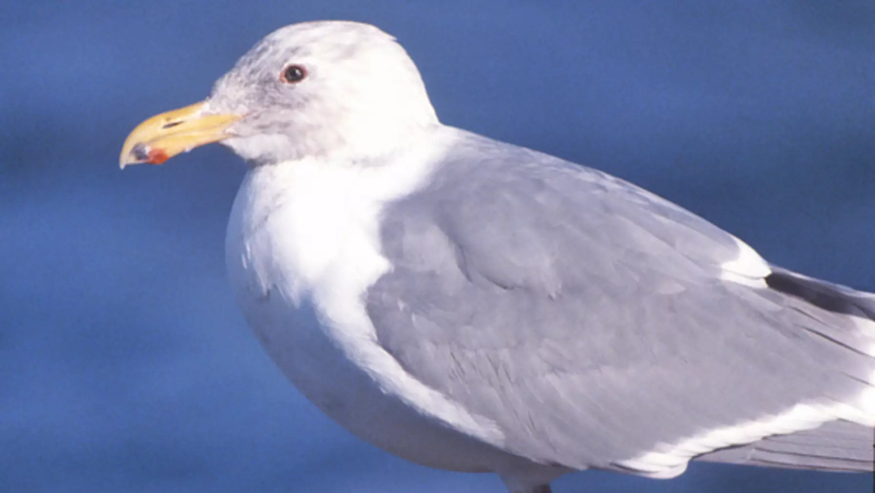 Larus glaucescens (DP)29.jpg