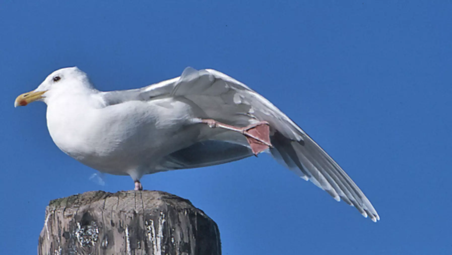 Larus glaucescens (DP)5.jpg