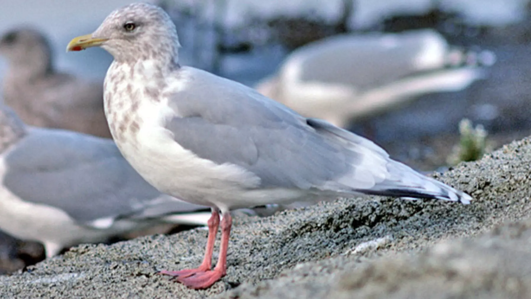 Larus glaucoides (DP)2.jpg