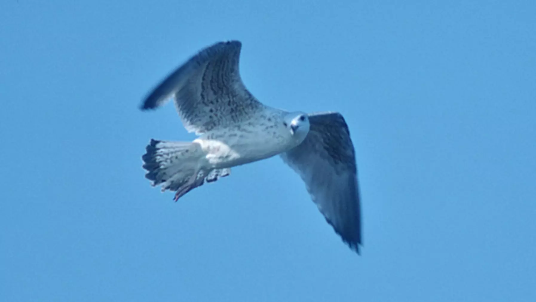 Larus marinus (DP)3.jpg