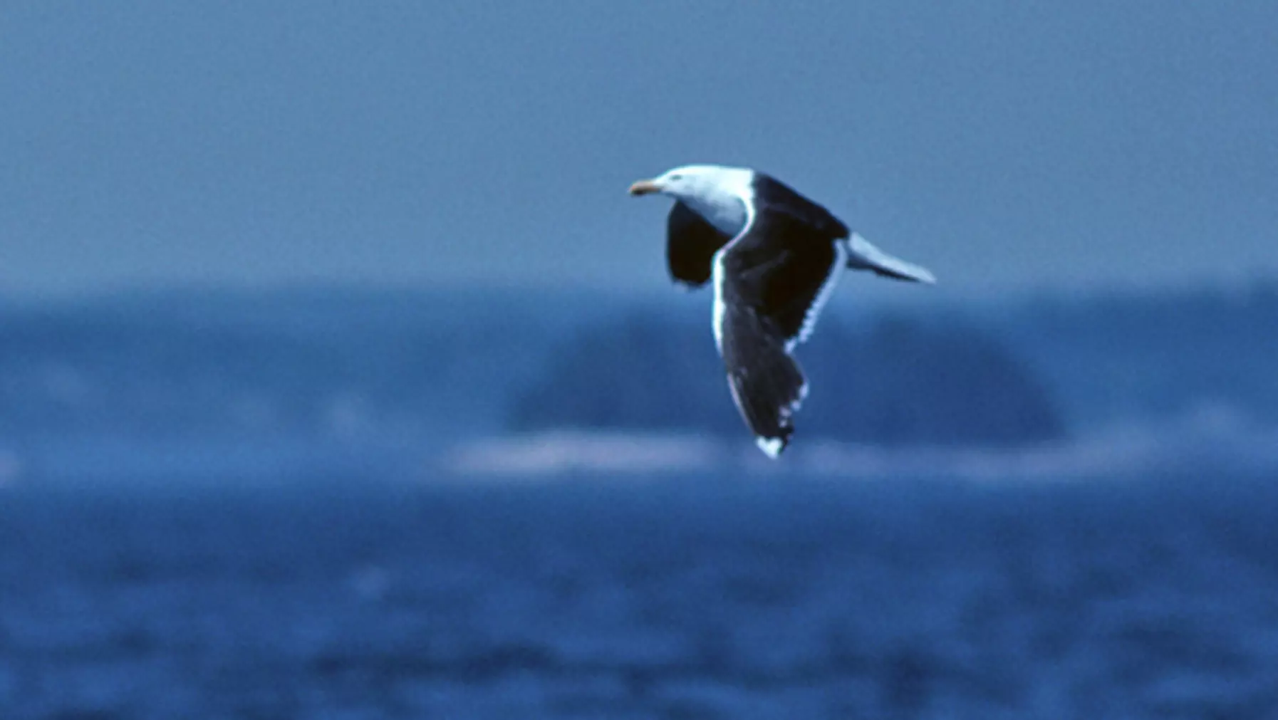 Larus marinus (DP)4.jpg