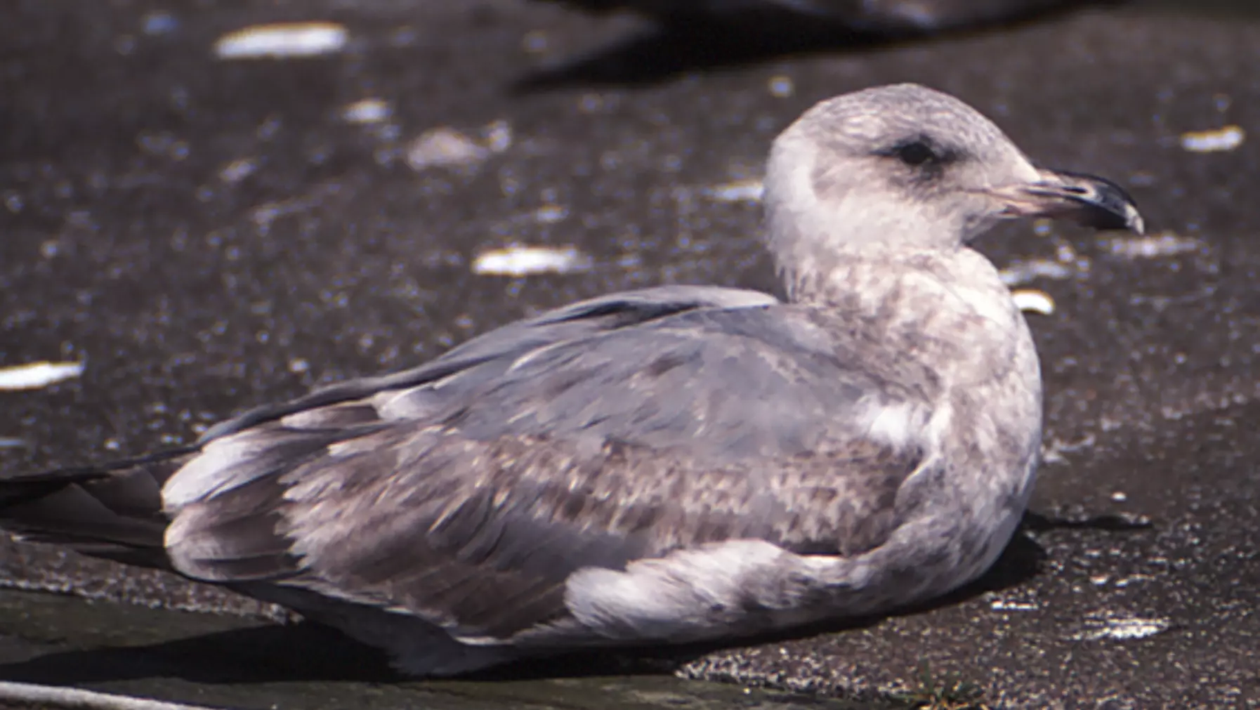 Larus occidentalis (DP)10.jpg