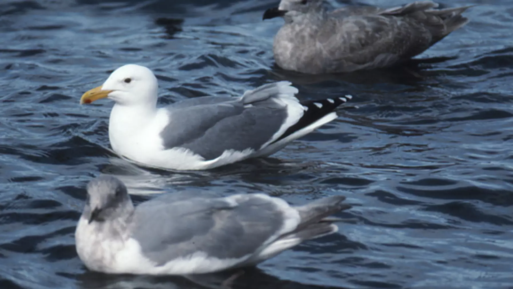 Larus occidentalis (DP)15.jpg