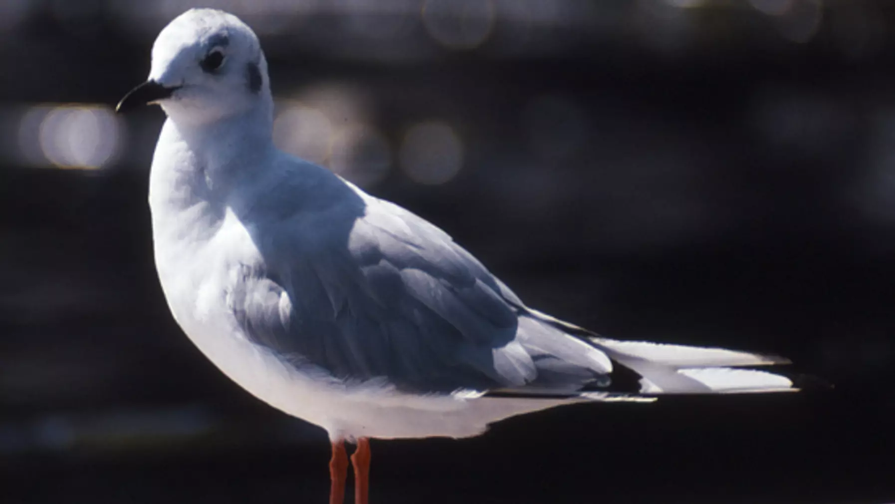 Larus philadelphia (DP)8.jpg