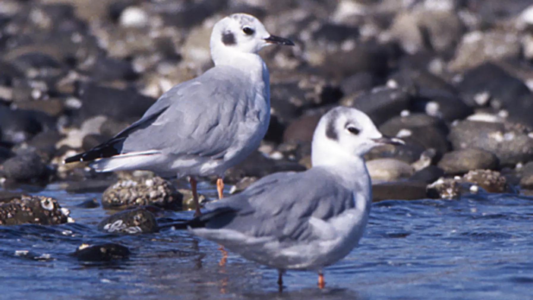 Larus philadelphia (DP)9.jpg