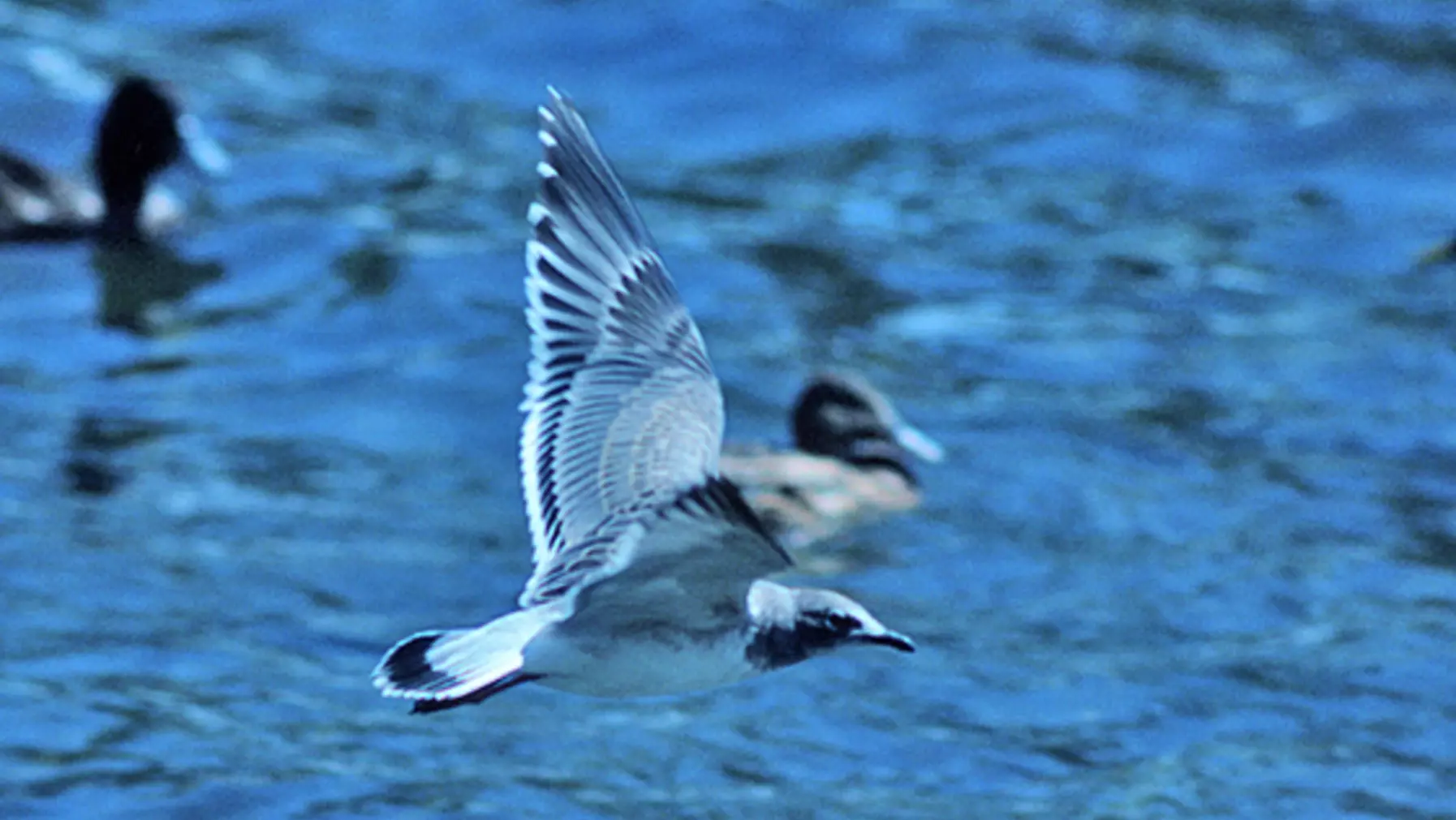 Larus pipixcan (DP)4.jpg