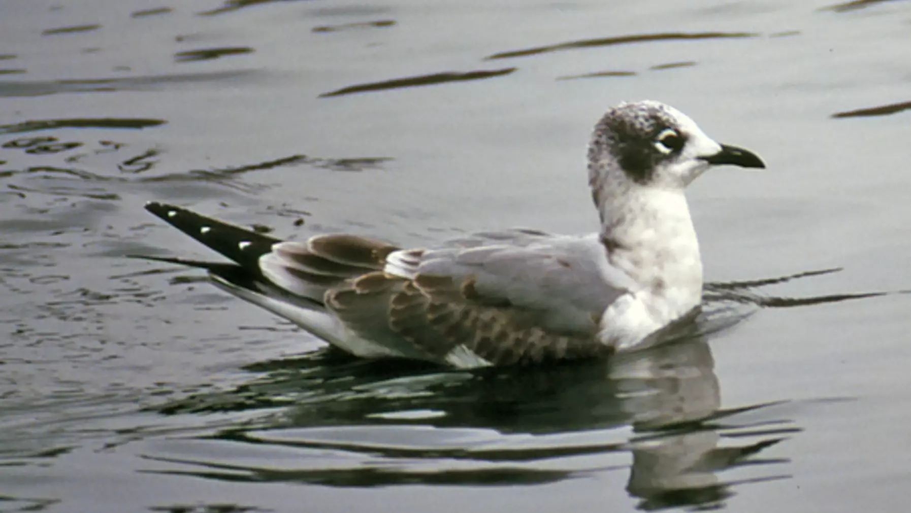 Larus pipixcan (RDD).jpg