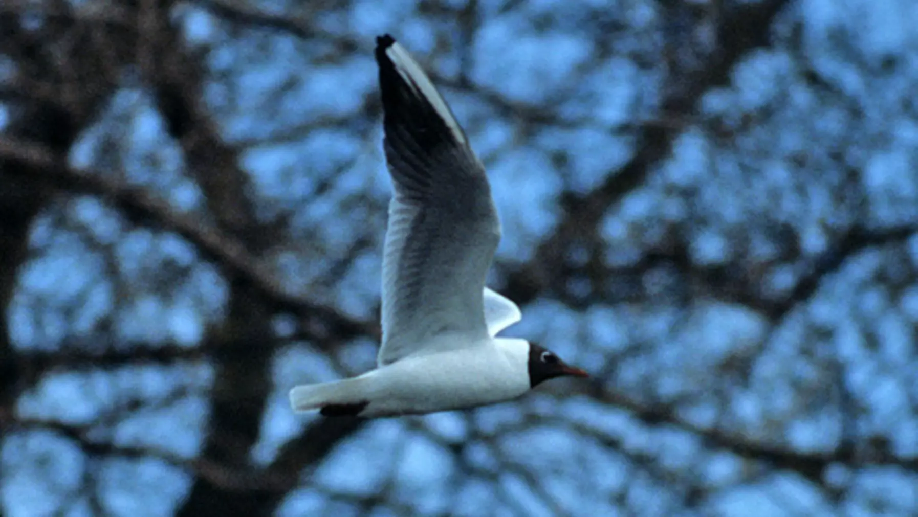 Larus ridibundus (DP)3.jpg