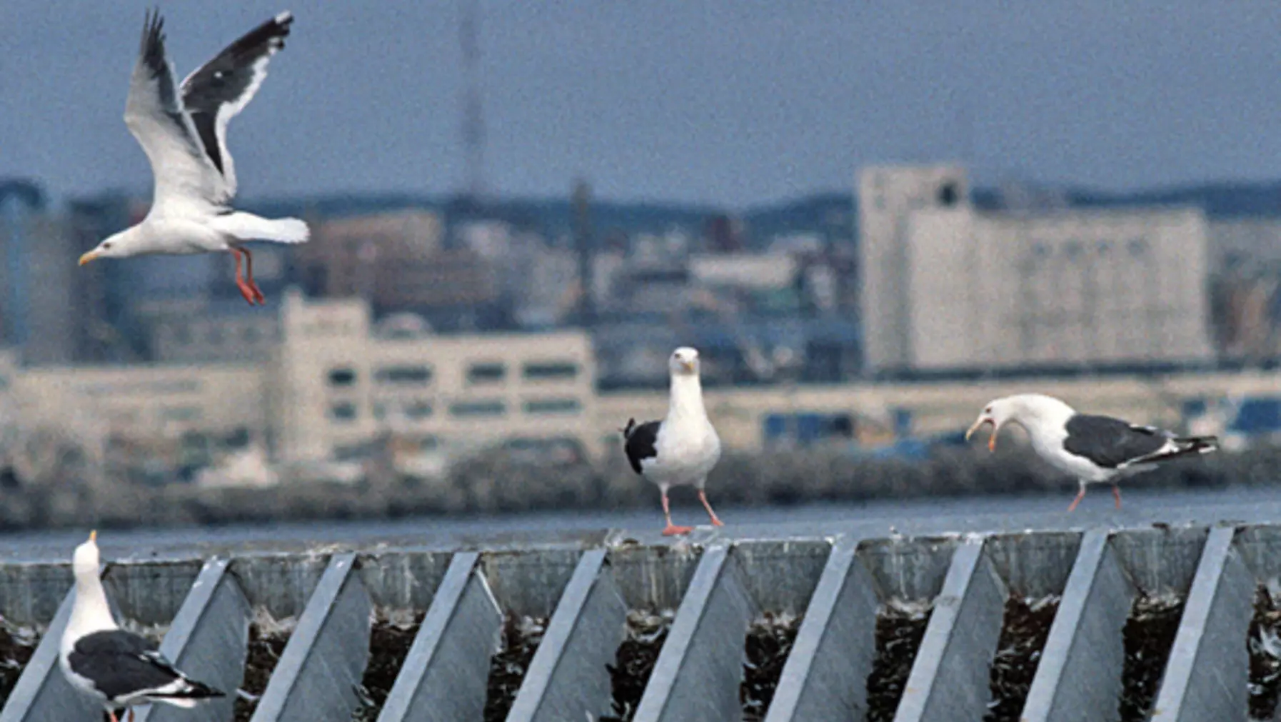 Larus schistisagus (DP)1.jpg