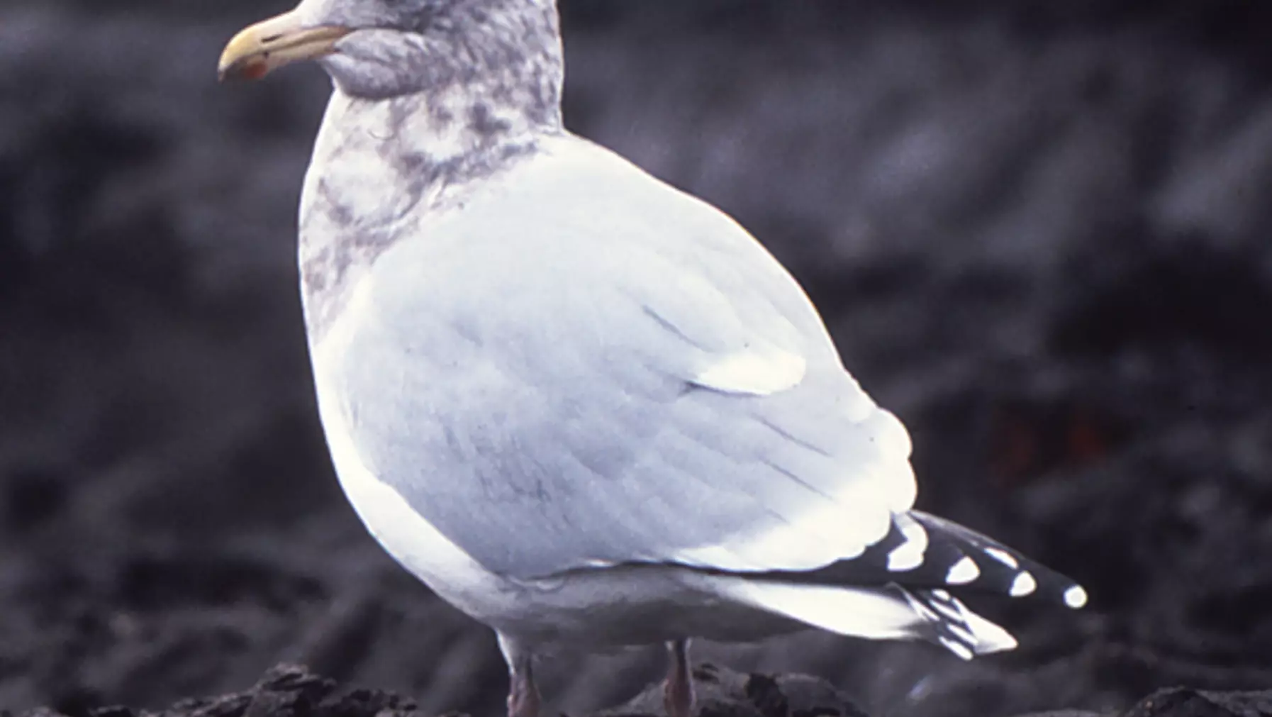 Larus thayeri (DP)9.jpg