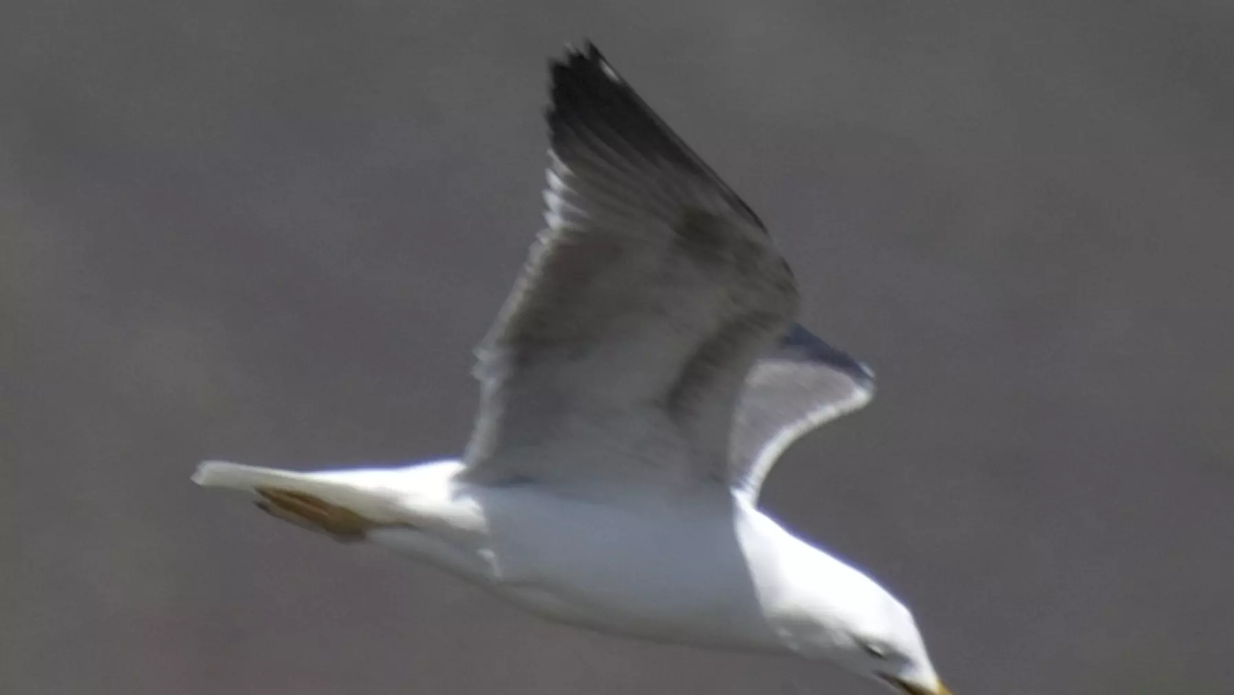 Lesser B-b Gull 25181.jpg