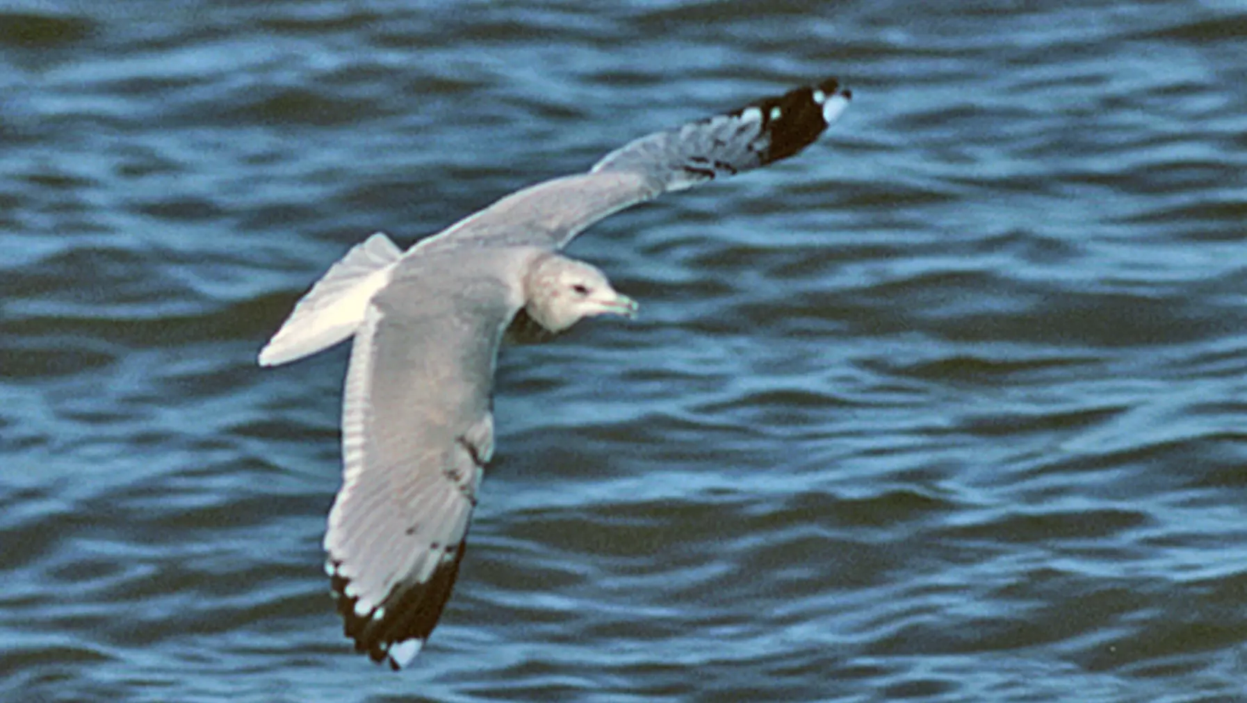 Mew Gull (DP)4-2.jpg