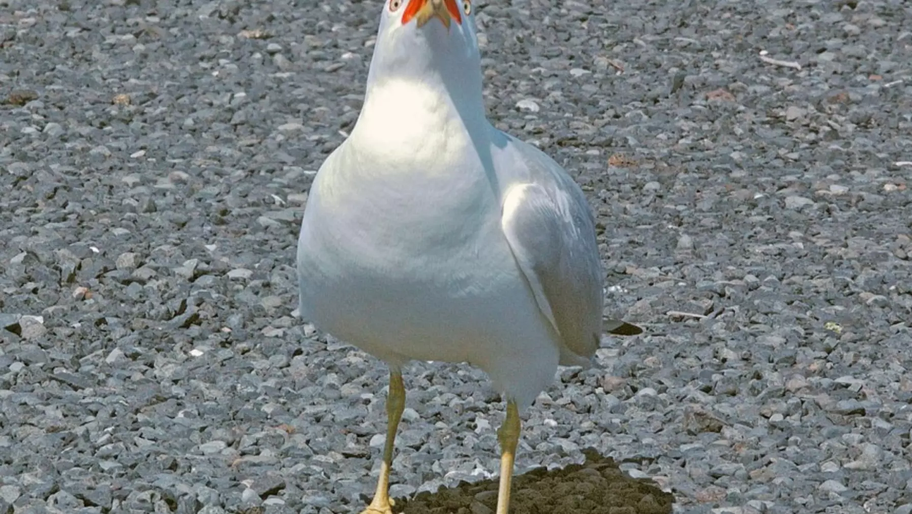 Ring-billed Gull 46267.jpg