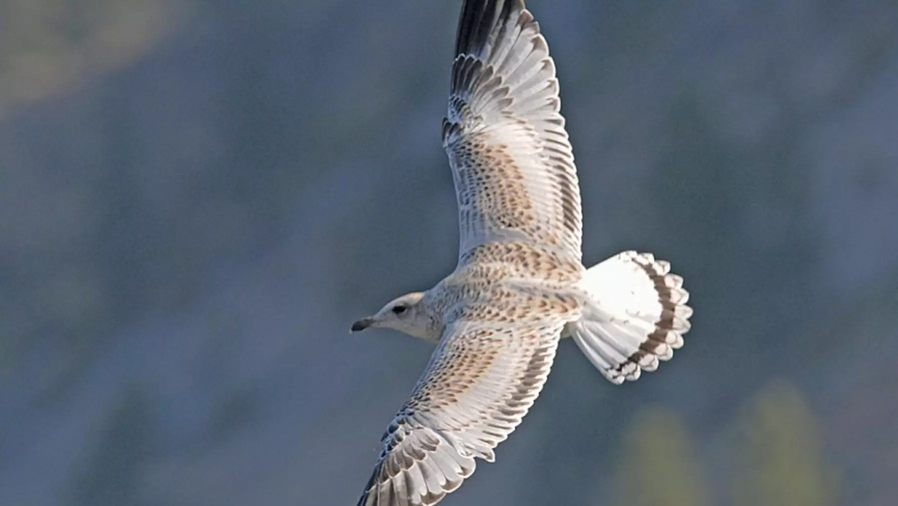 Ring-billed Gull A8883.jpg